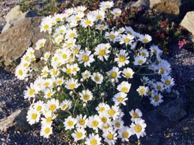 Chrysanthemum mariesii var hosmariense